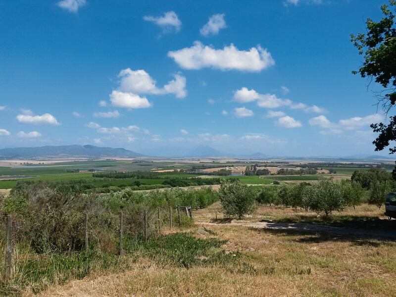 Ayama se unieke ligging in Voor-Paardeberg maak dat hulle die unieke wyndruif vermentino met groot sukses kan verbou.